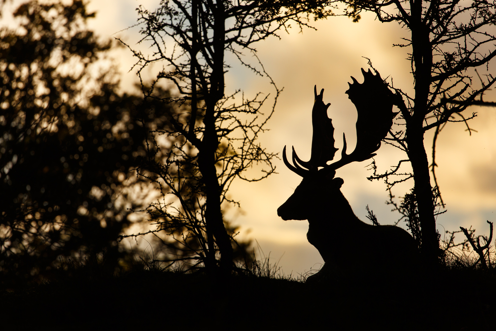 Nová éra poľovníctva: Otvorte sezónu s kvalitnou výbavou do náročných podmienok